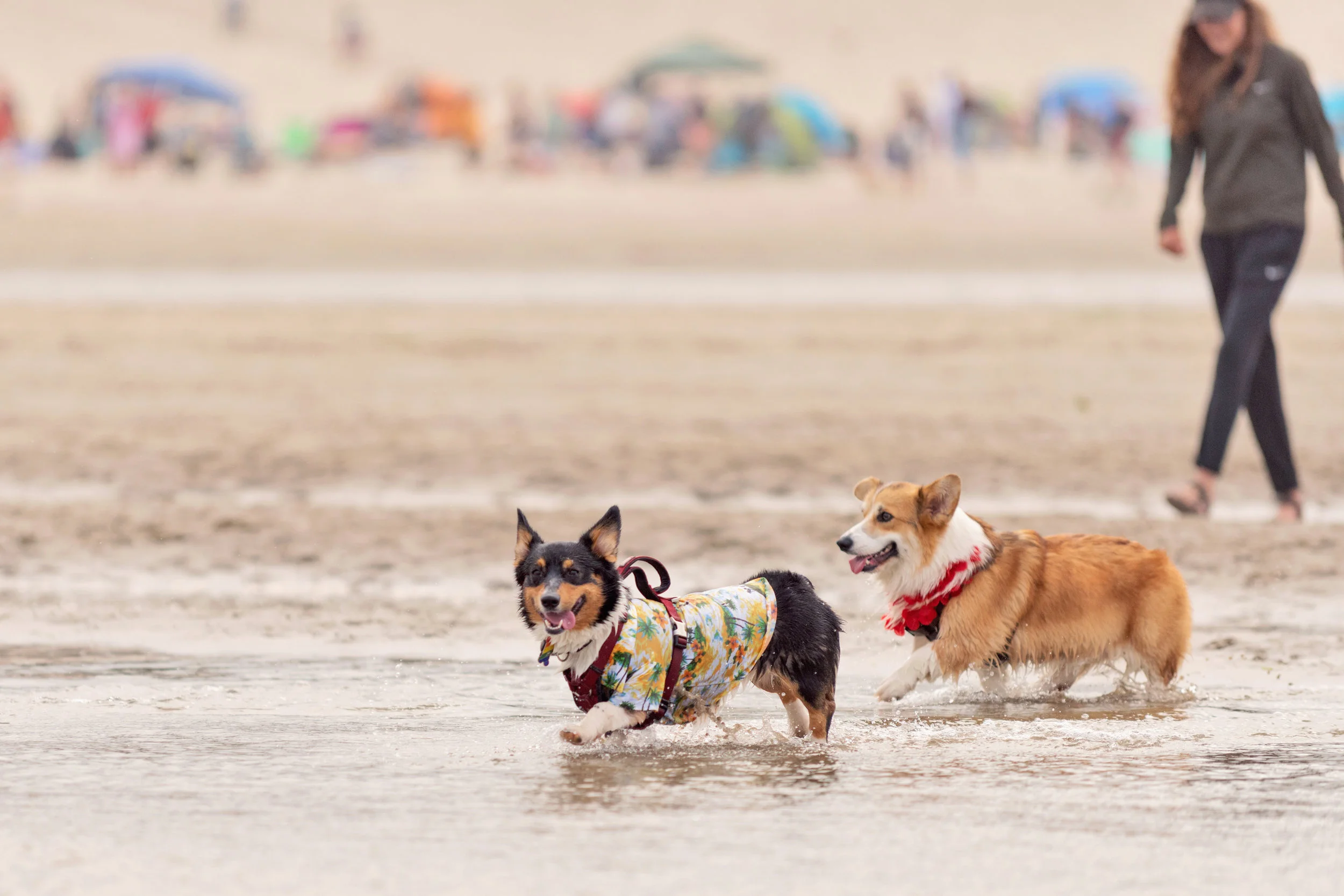 Corgis at the beach. Photo by Danyel Rogers