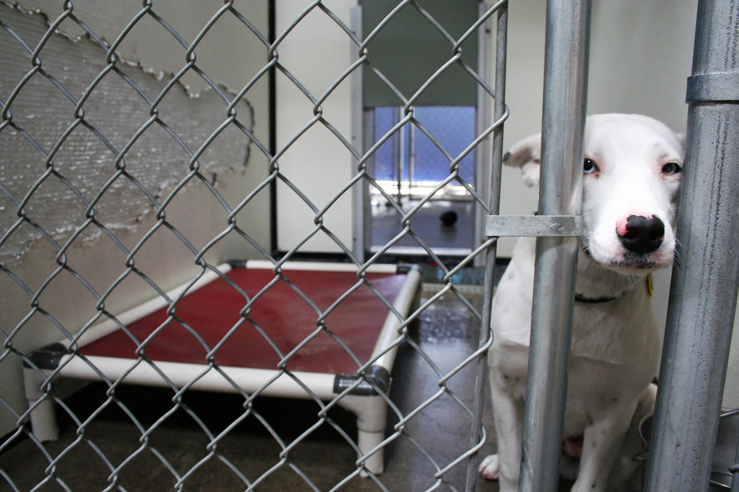 A kennel at HSO. Staff and volunteers hope to provide more comfortable, safe, healthy accommodations with a new facility.