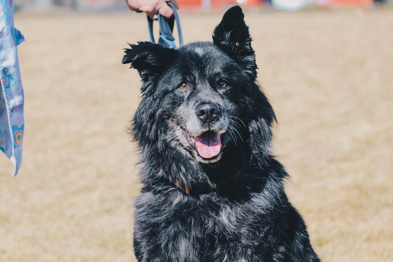 Bandit. The shelter was his home.