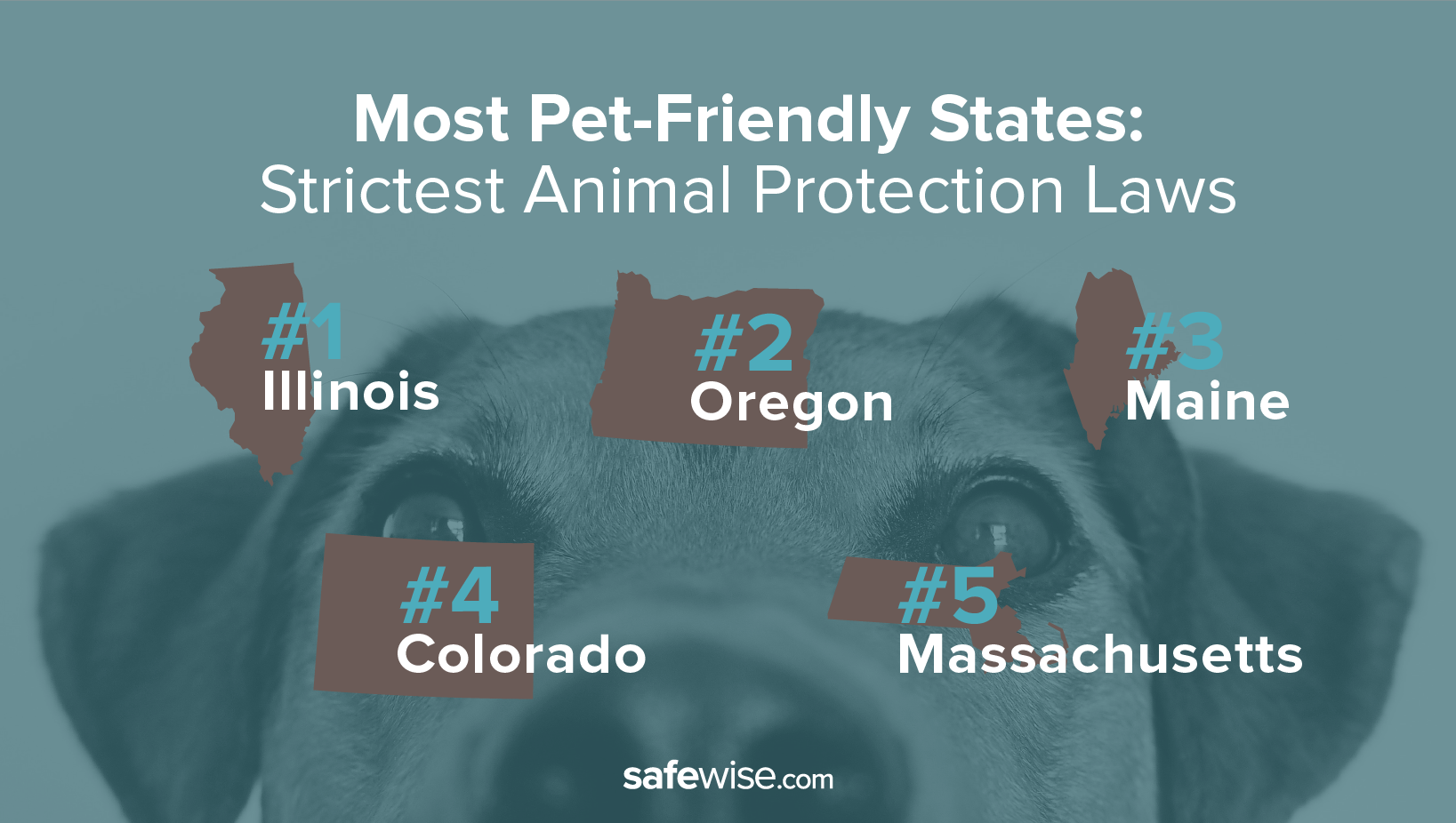 animal friendly laws.png