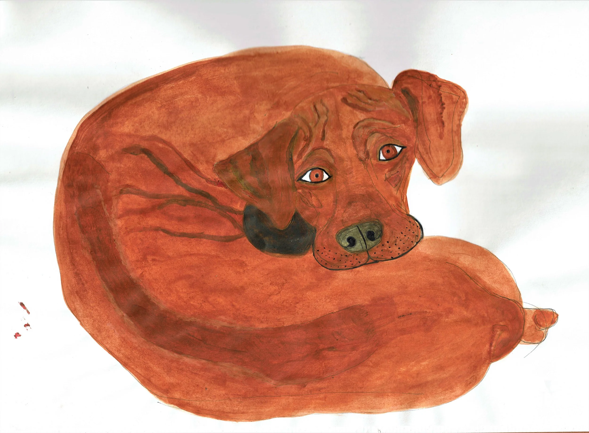 Rhodesian Ridgeback