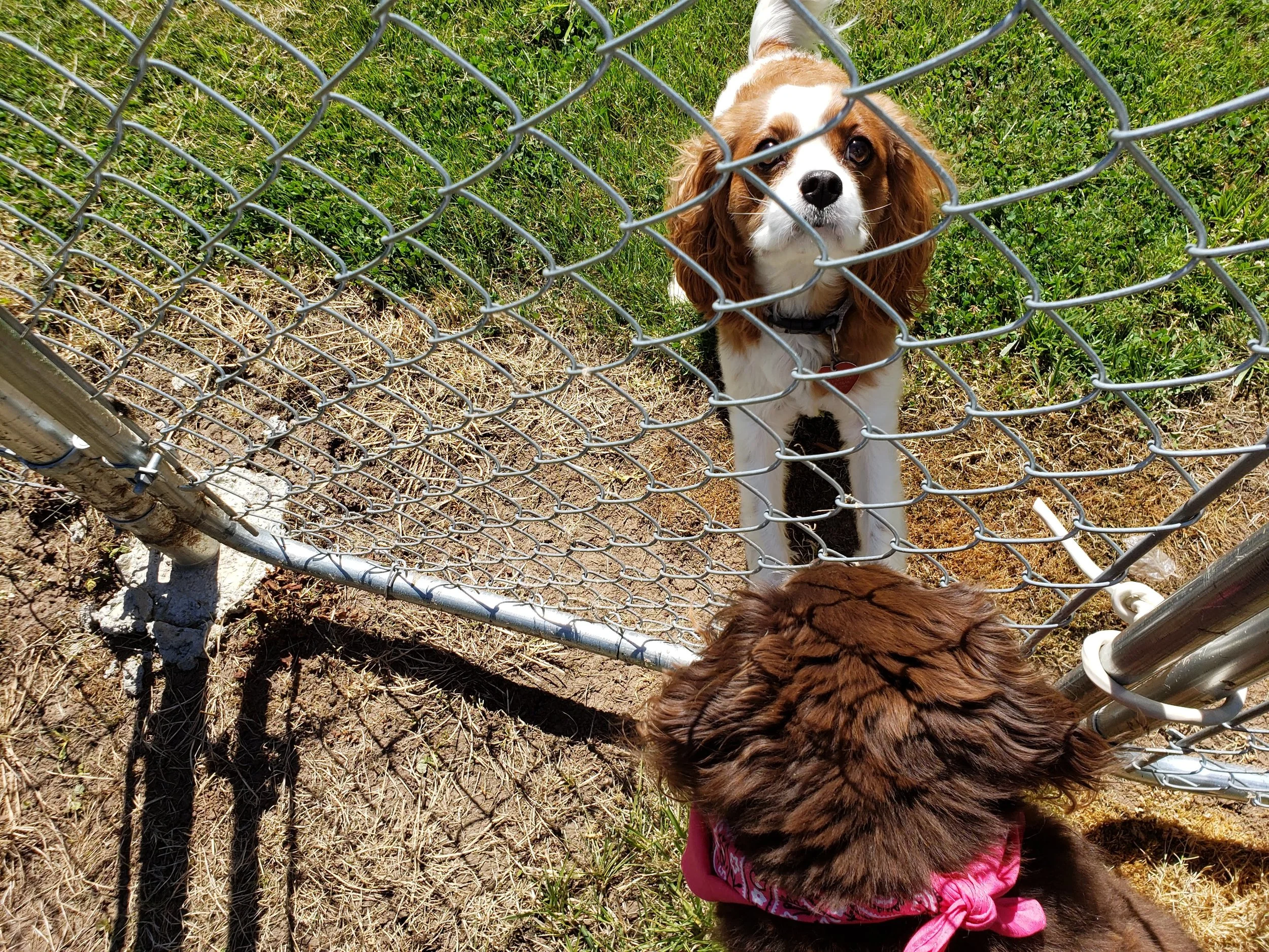 Willow green Oscar at the fenced dog park at The Village Green