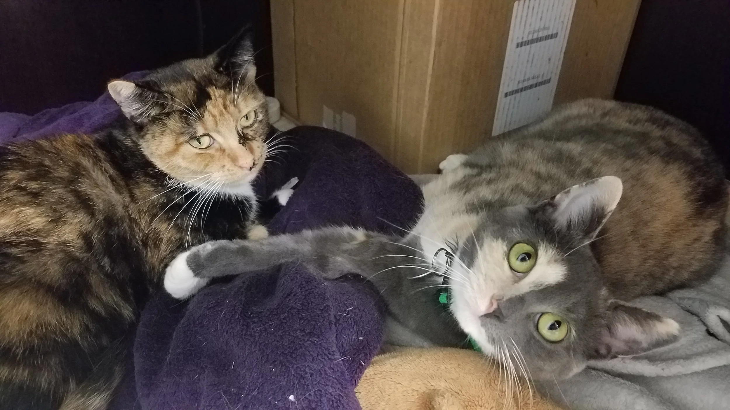 Honey and Tikka are at Cat Adoption Team