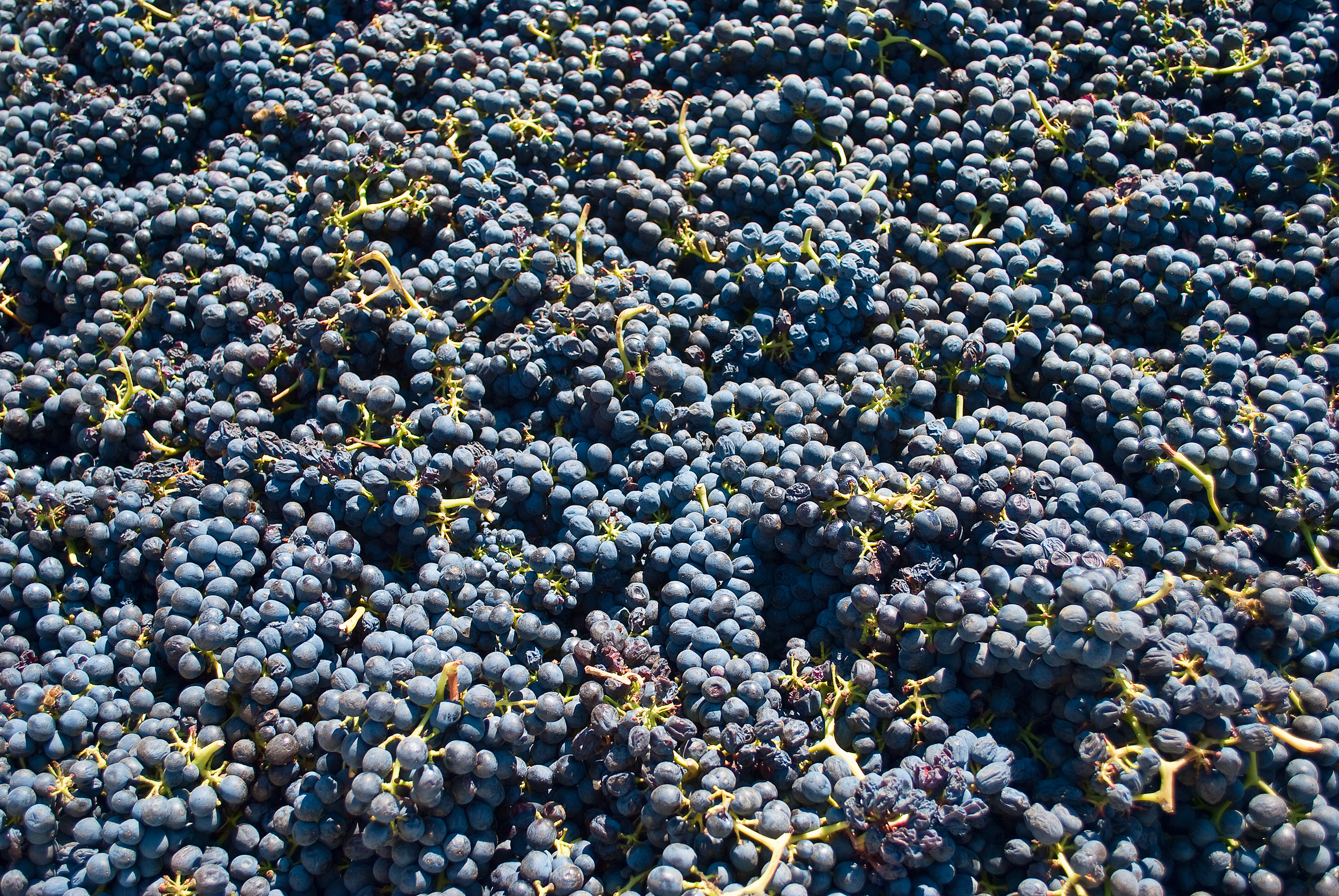 2009Harvest.jpg