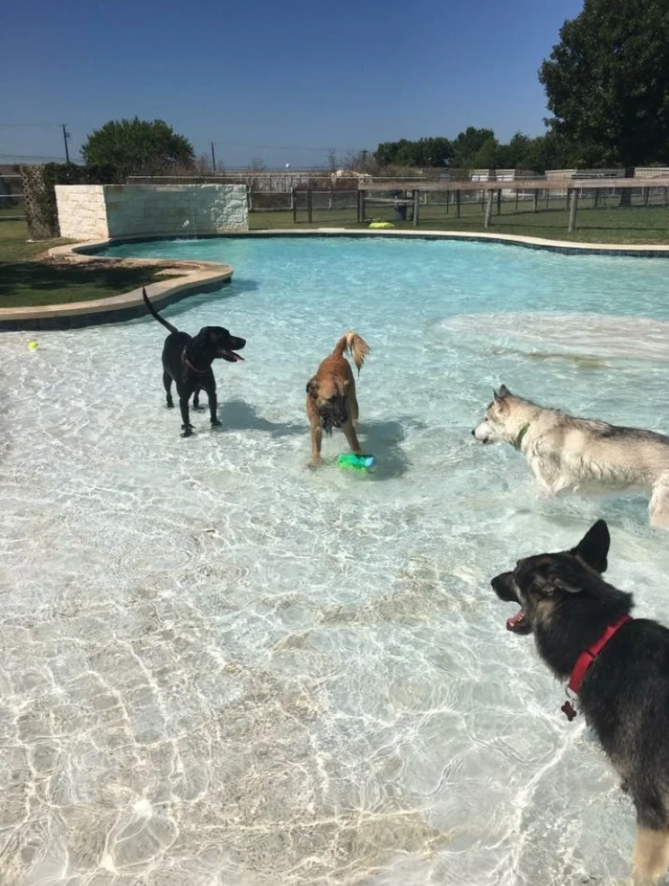 Gus enjoying some pool time at DogJoy Ranch.