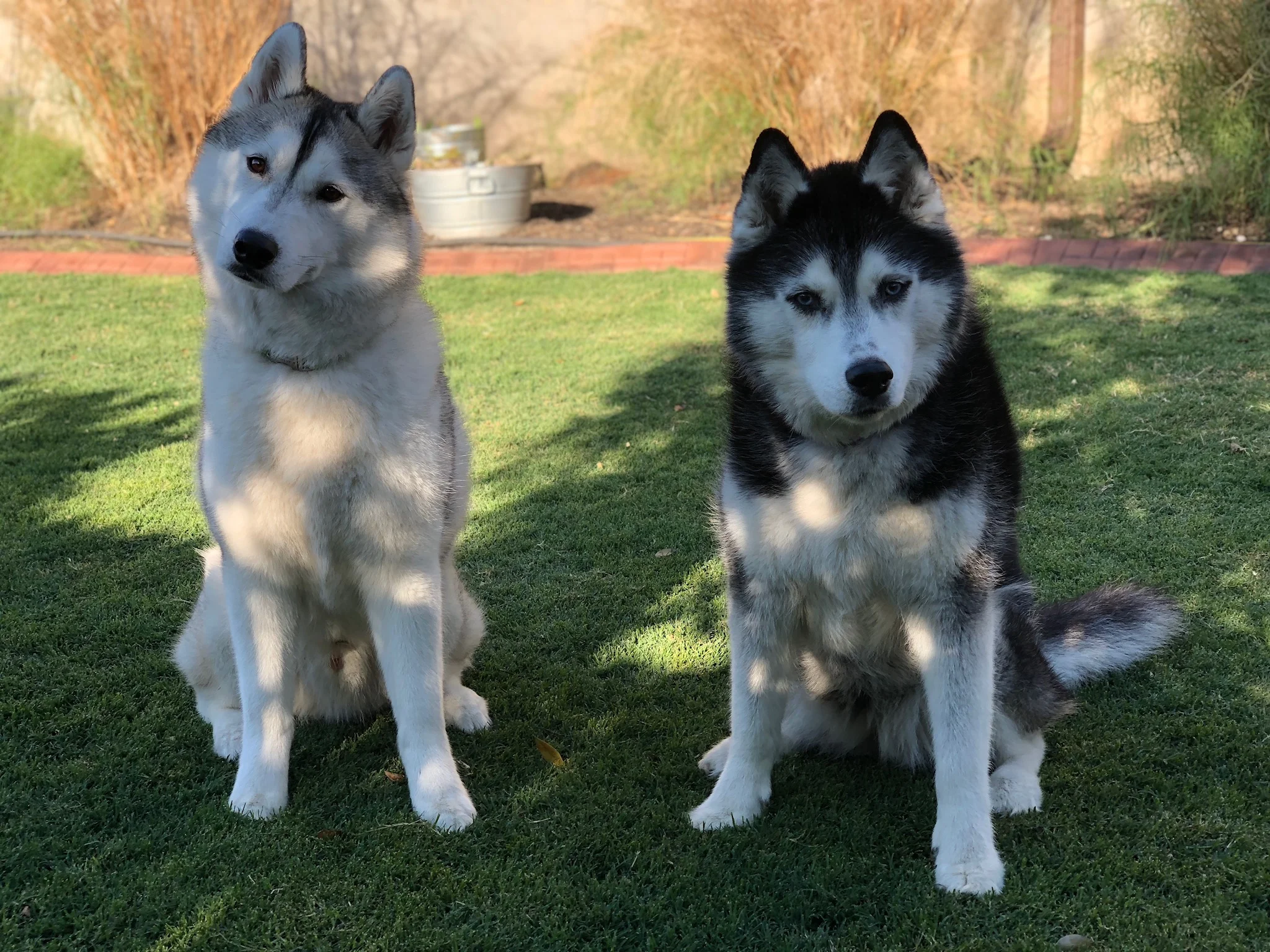 Two Years of Gus