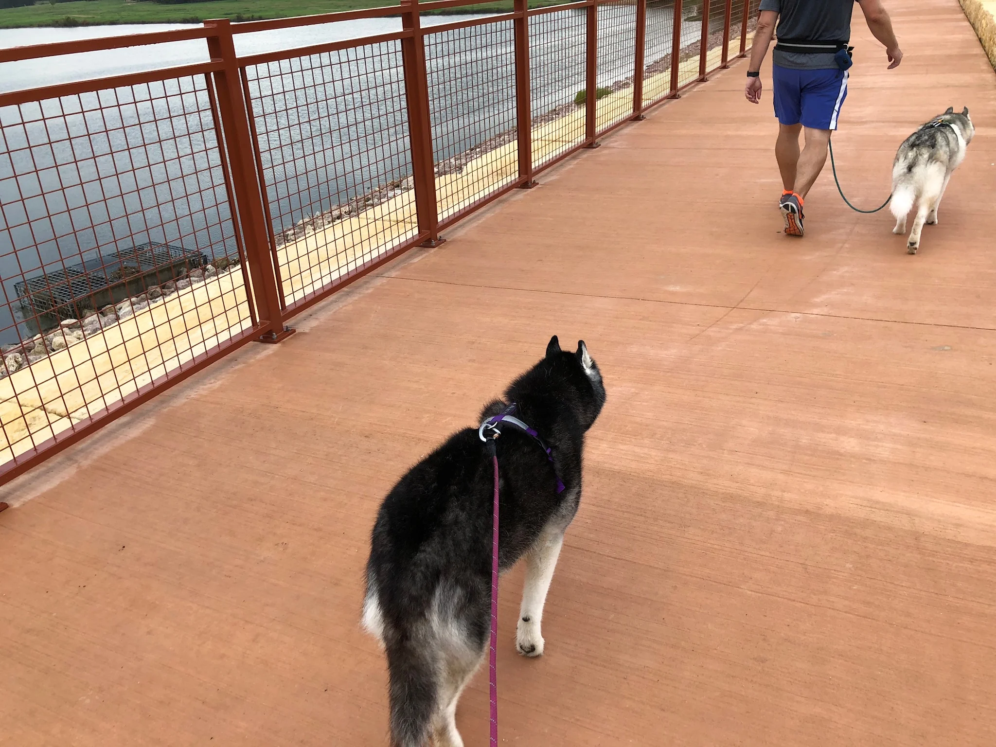 A silly run with Kat and Gus