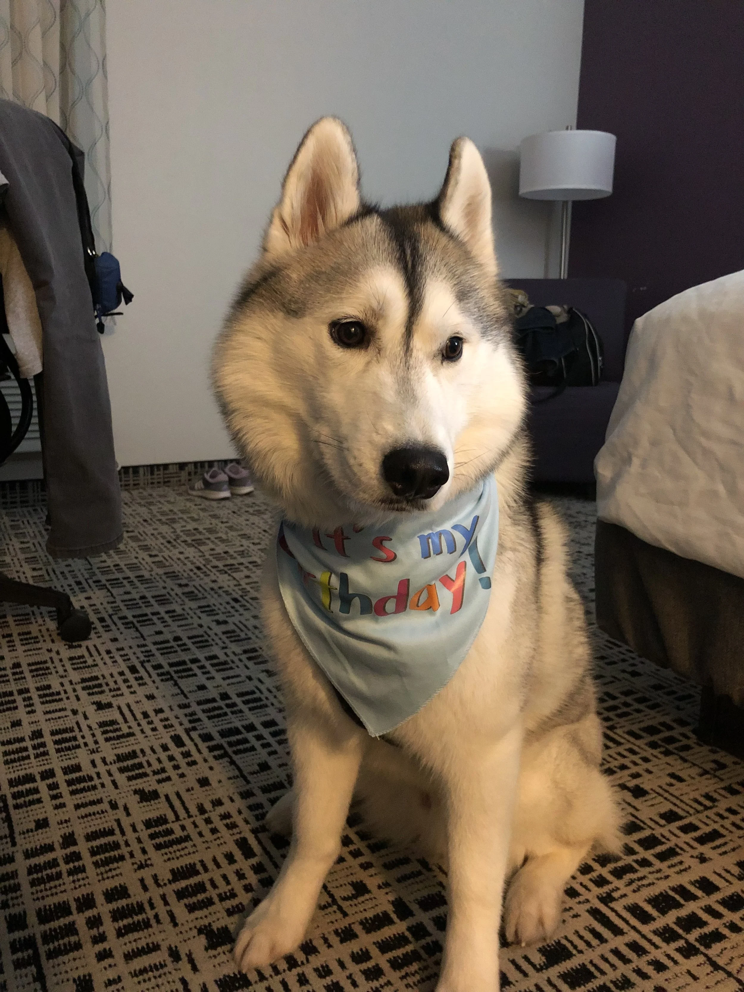 Happy 3rd birthday Gus!