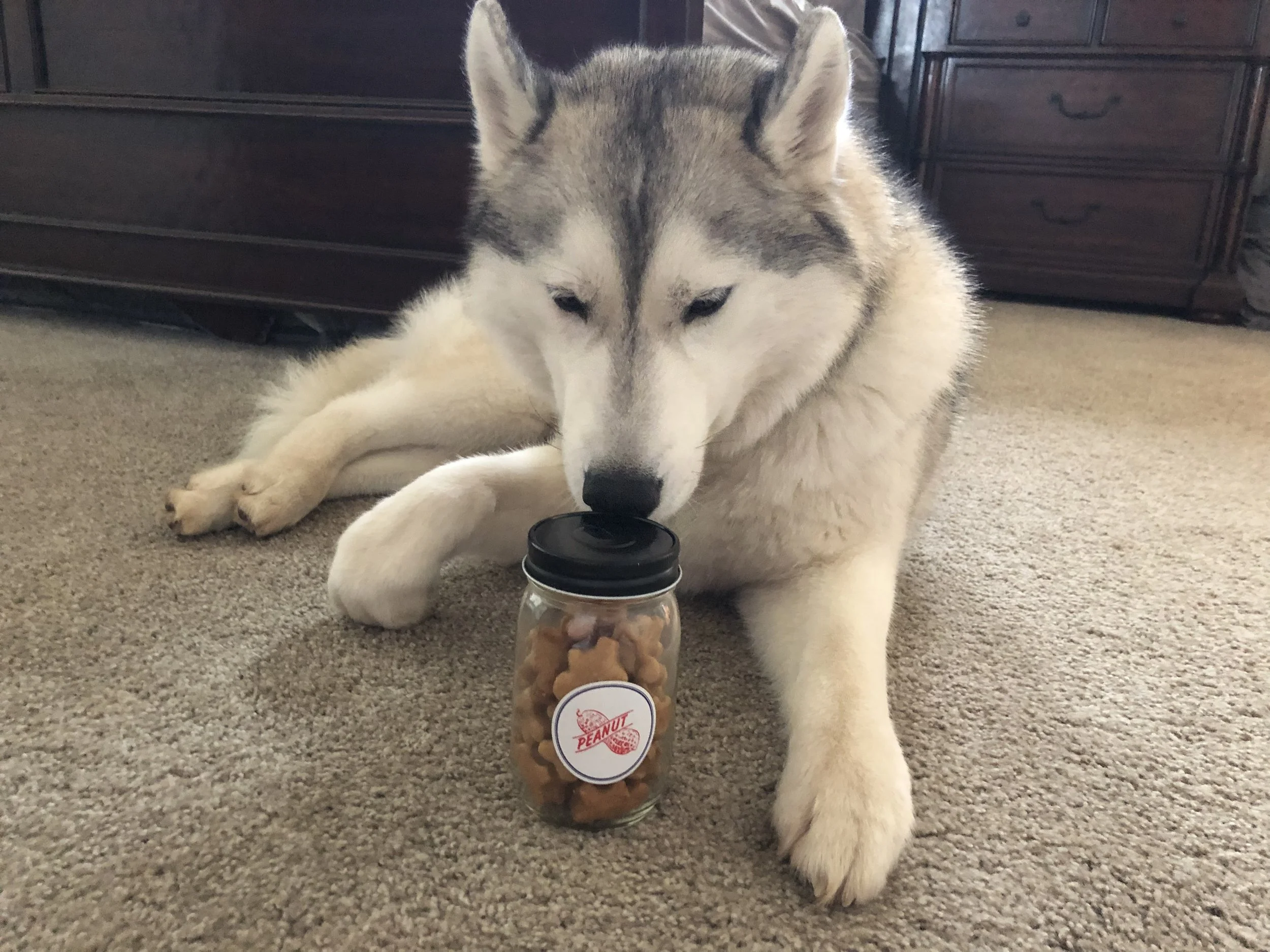 I went to San Francisco and all Gus got was a jar of treats