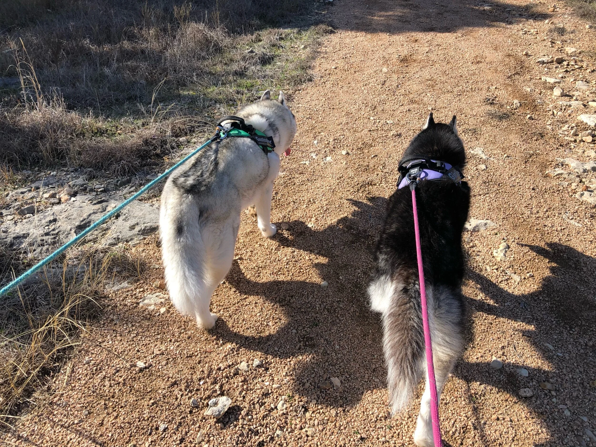 Gus eats horse poop now