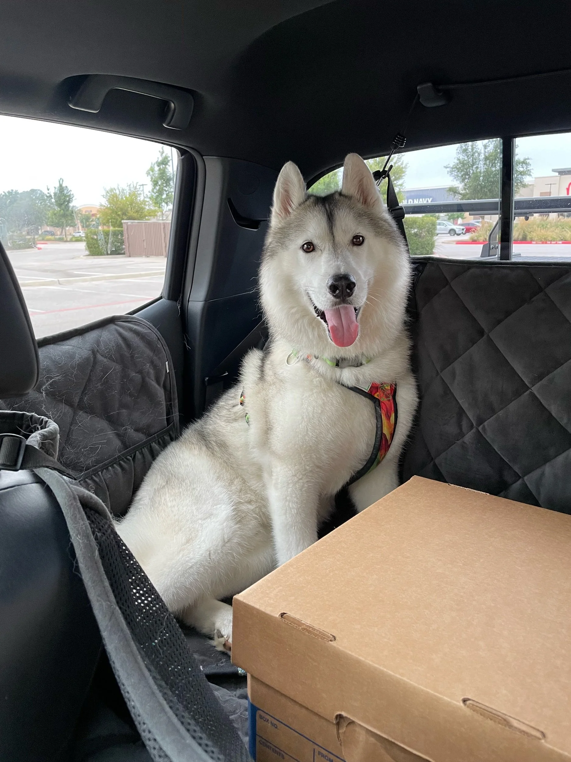 Gus’s Donut Adventure