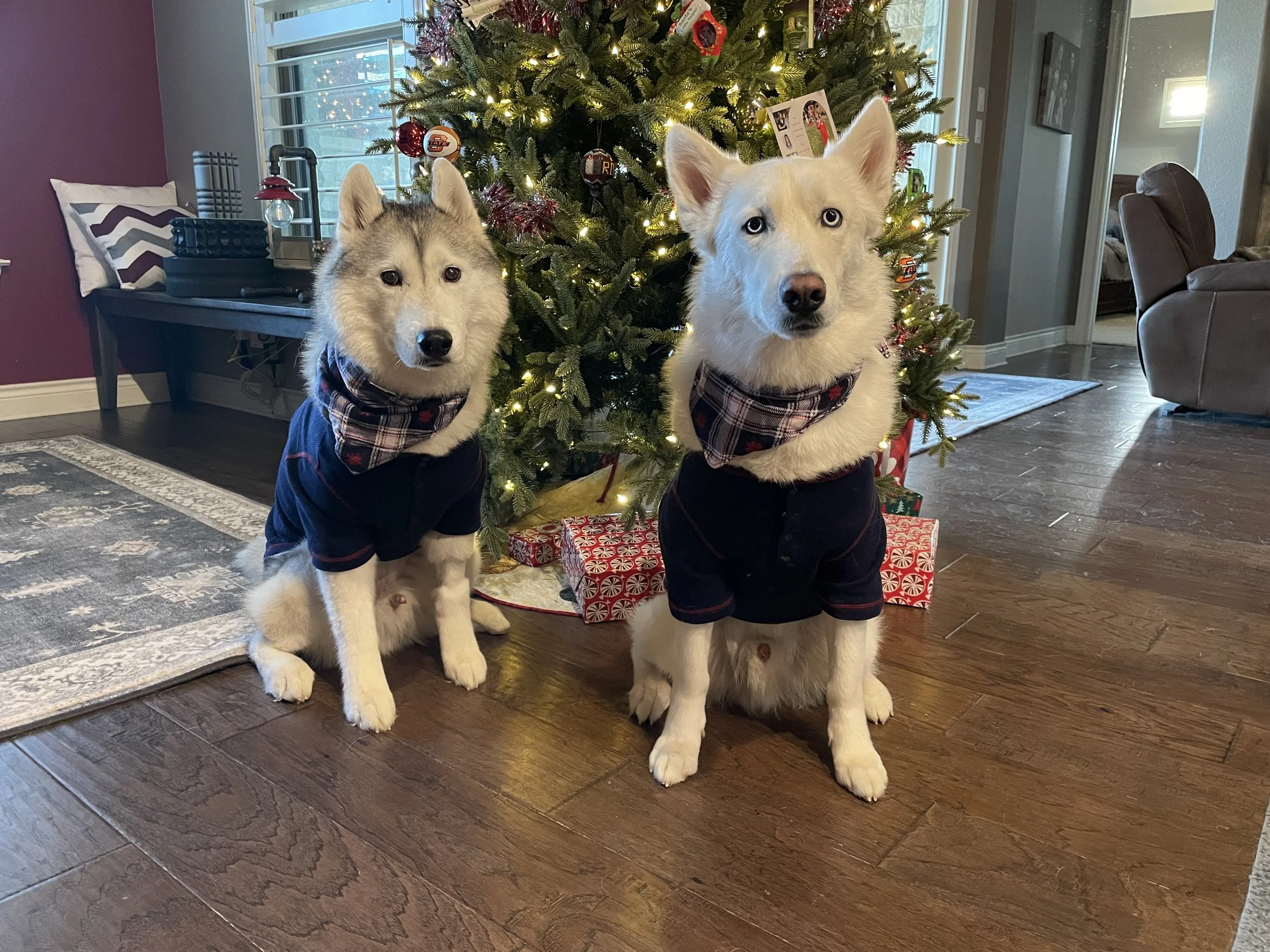 We Wish You a Merry Christmas!