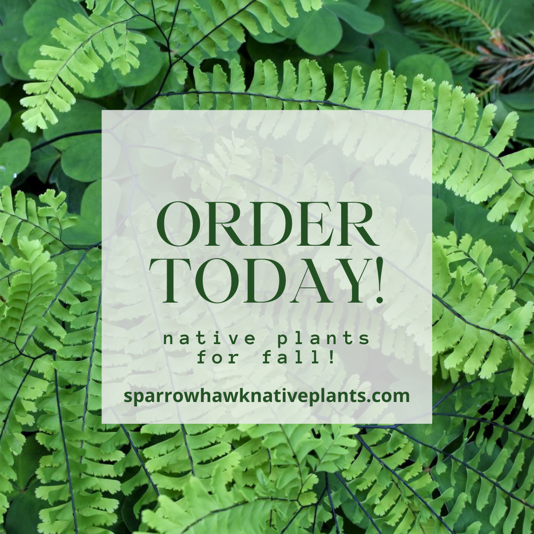 Fall Native Plant Sales to Benefit Community Orgs Starts Today, Aug 15!