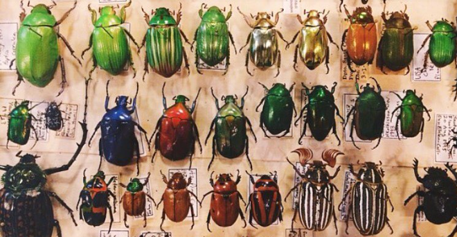 Insect Safari at Paxton Gate