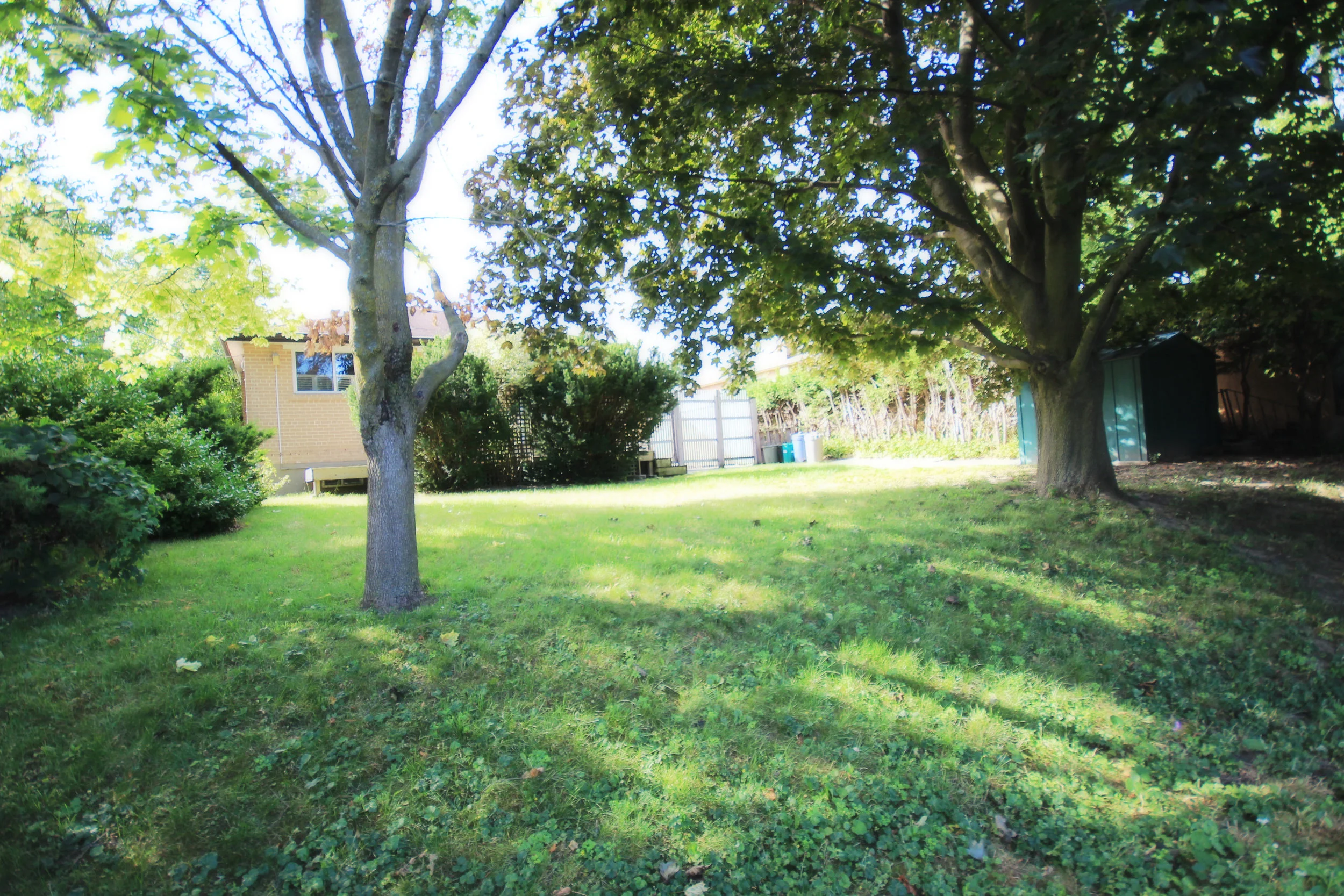 Backyard 3.jpg