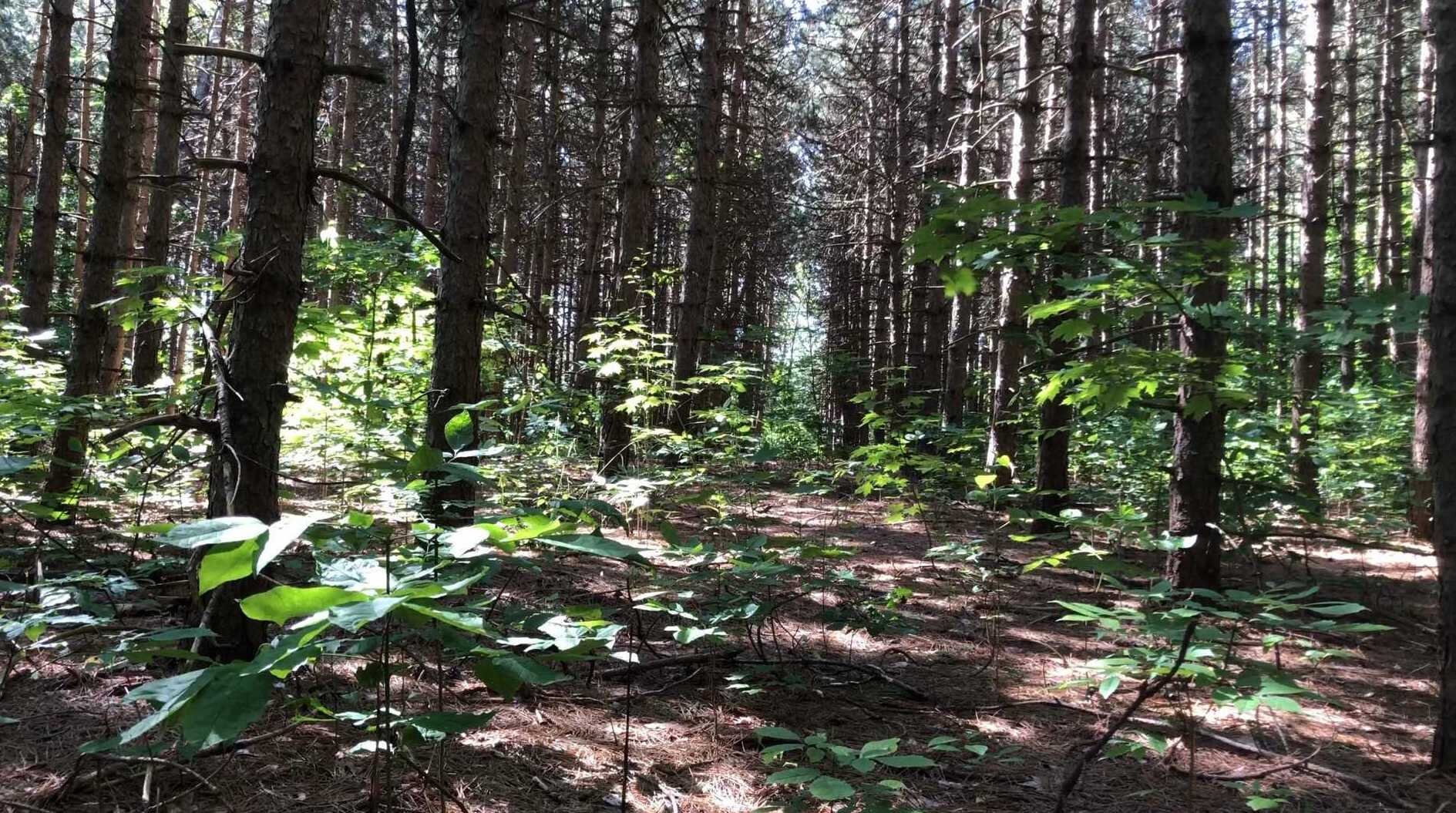 Horseshoe woods.jpg