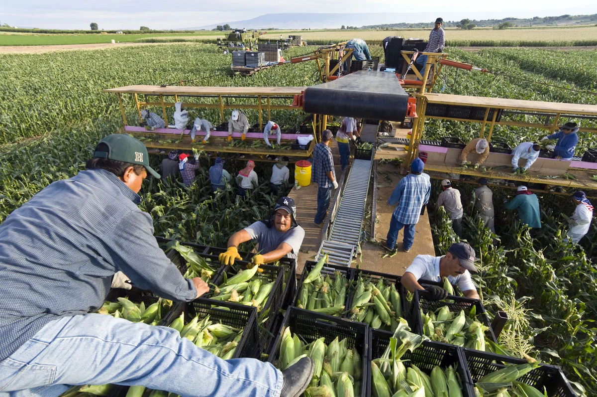 Olathe sweet corn harvest