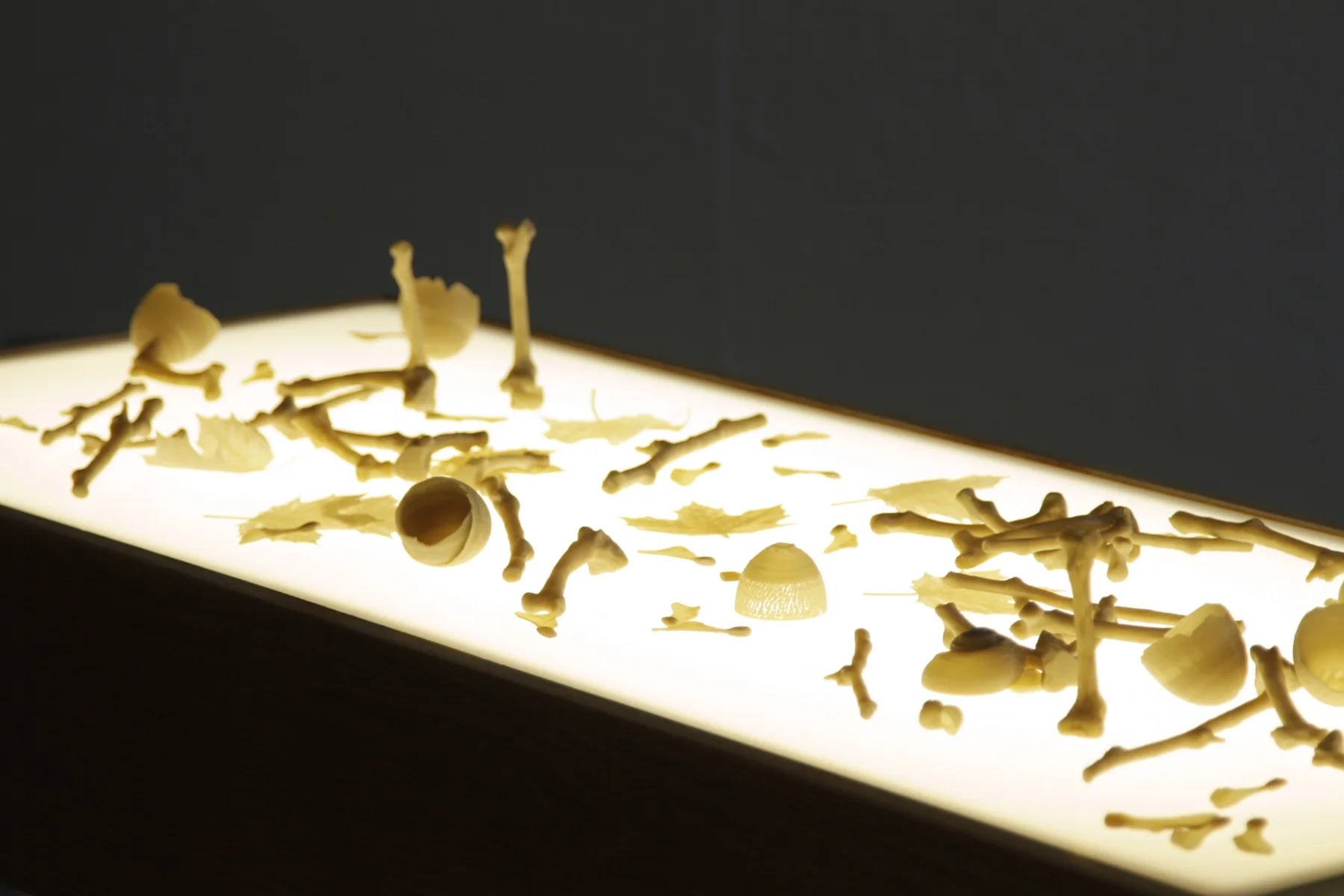 Decomposition consists of 3D prints of naturalistic objects made from discarded compostable beverage containers on a diffused light table. The cups were sourced from trashcans, washed, dried, shredded, and extruded as precise filament for 3D printing. After they are printed, the found inks on these waste plastics yield organic colours that make it difficult to locate their material origins.