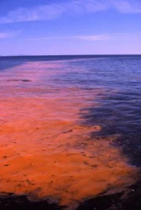 rev. 16.3 - sea of blood