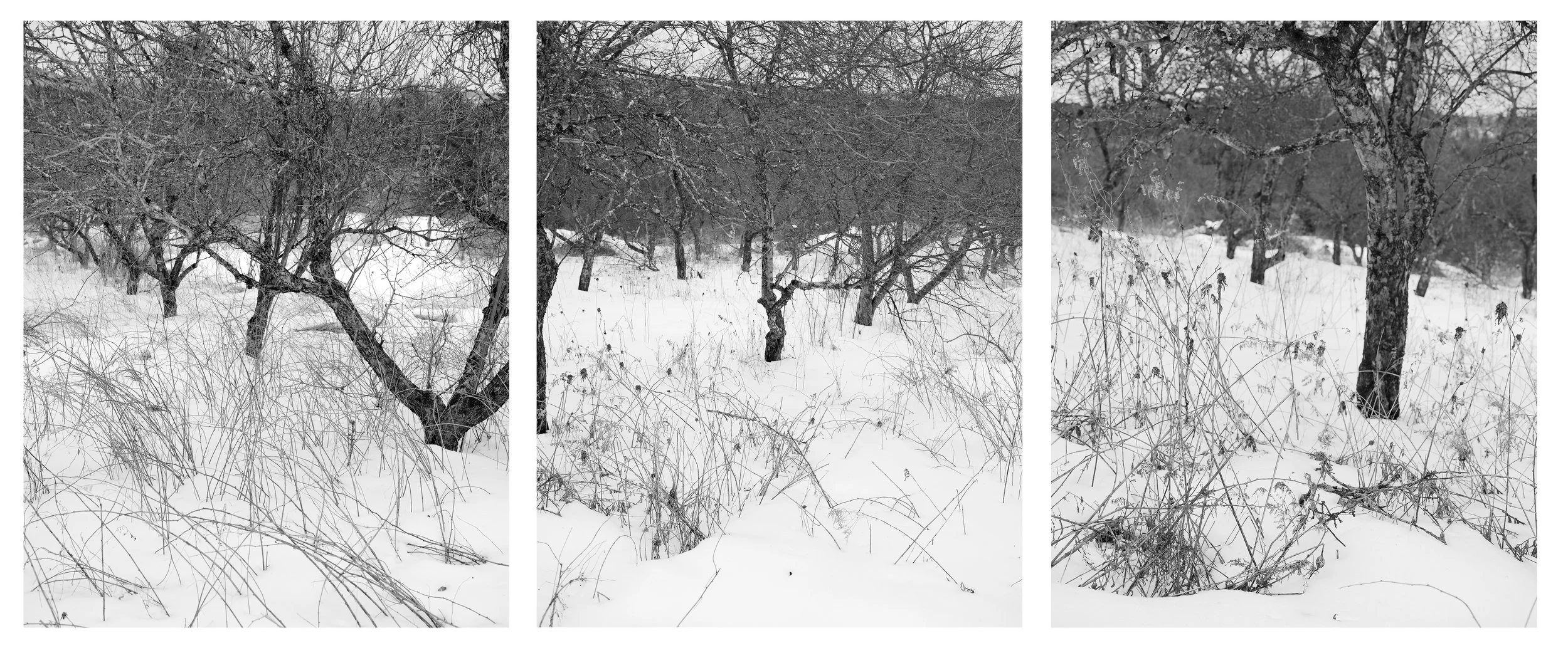 OV_tryptych_1 copy.jpg