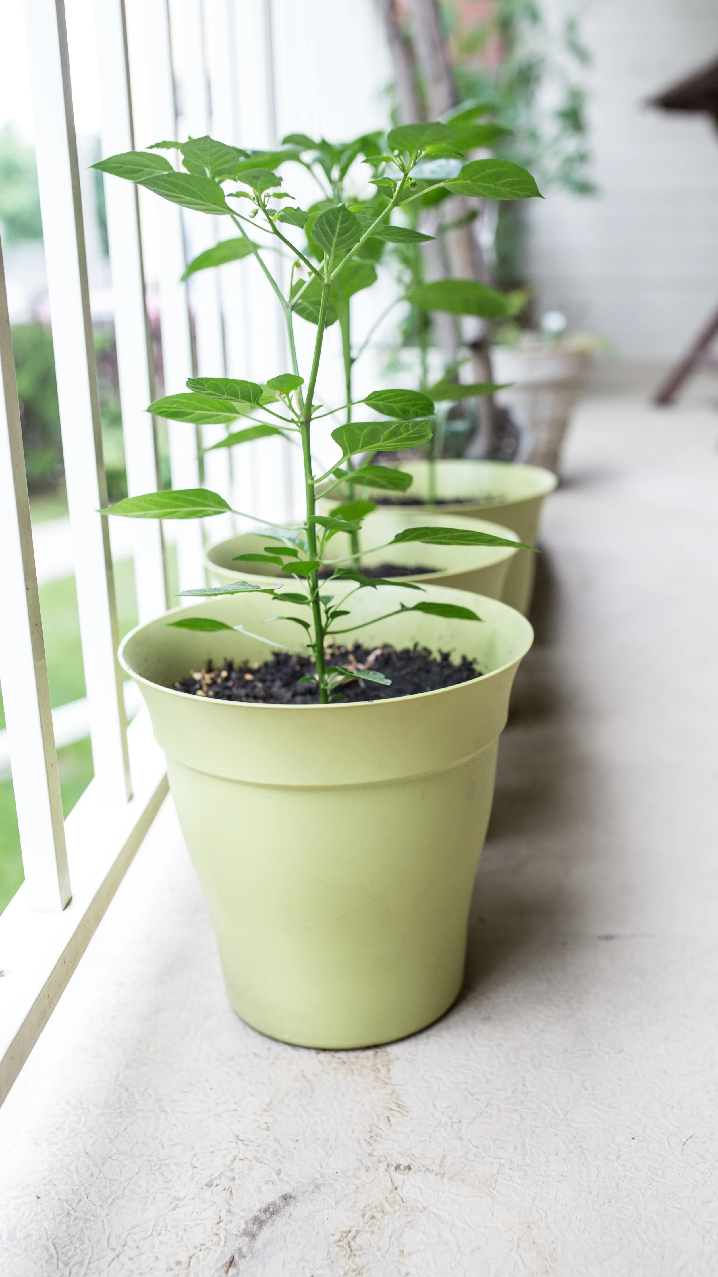 Pepper-less plants