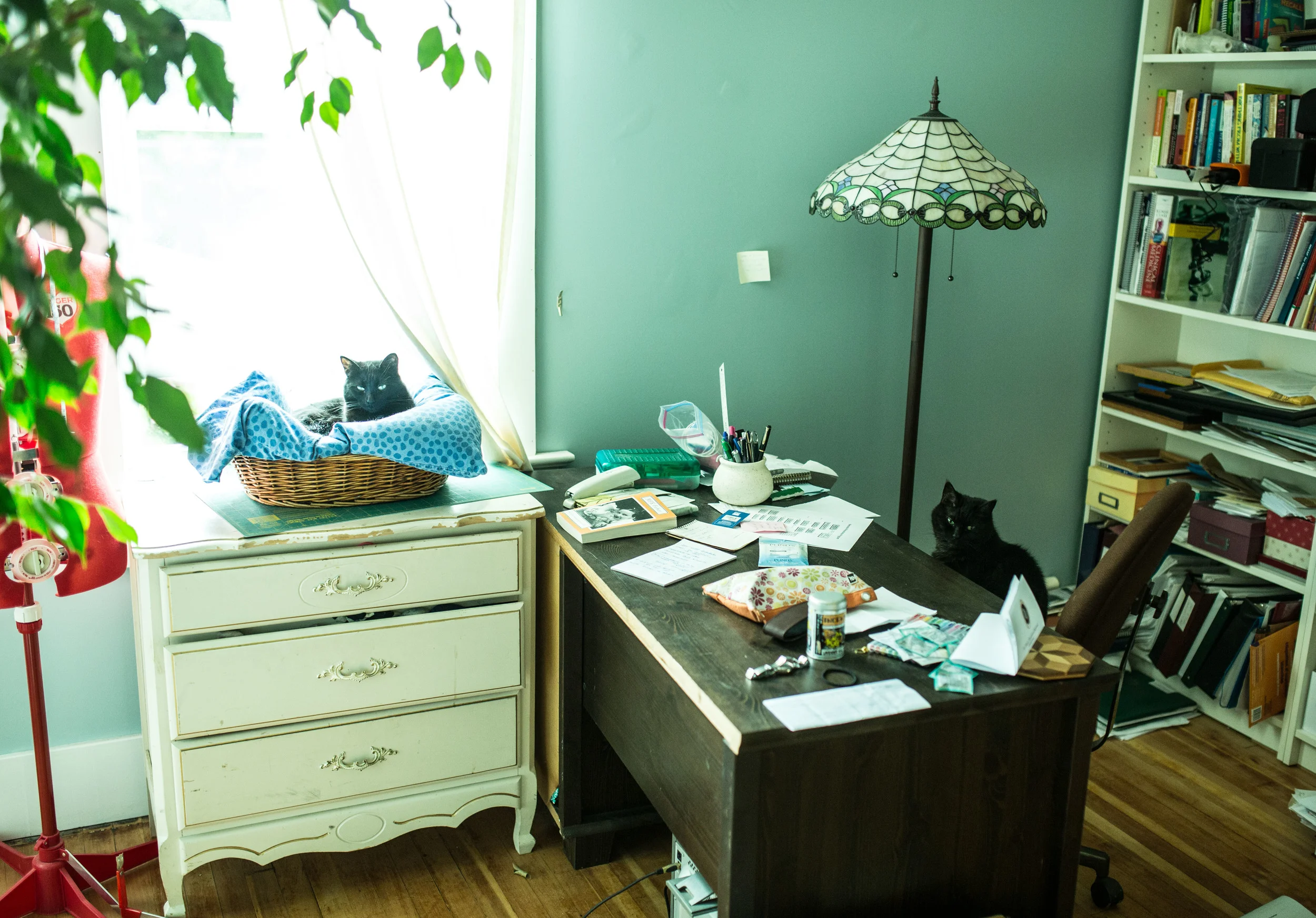 Office Cats