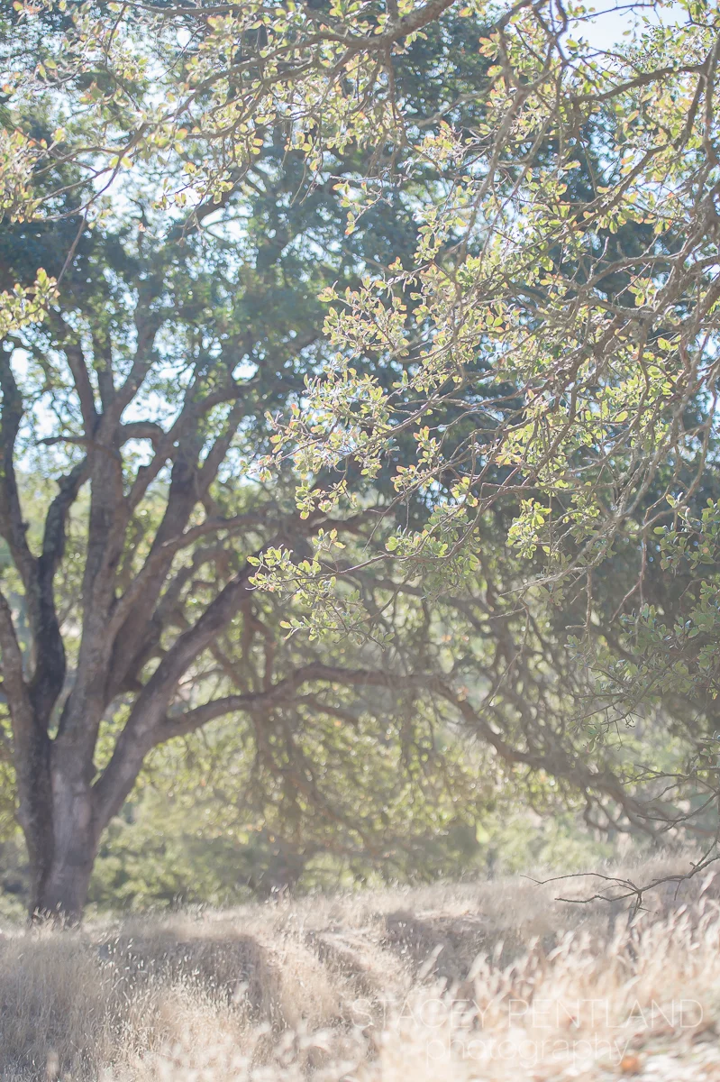 brie+chris_maternity_spp_015.jpg