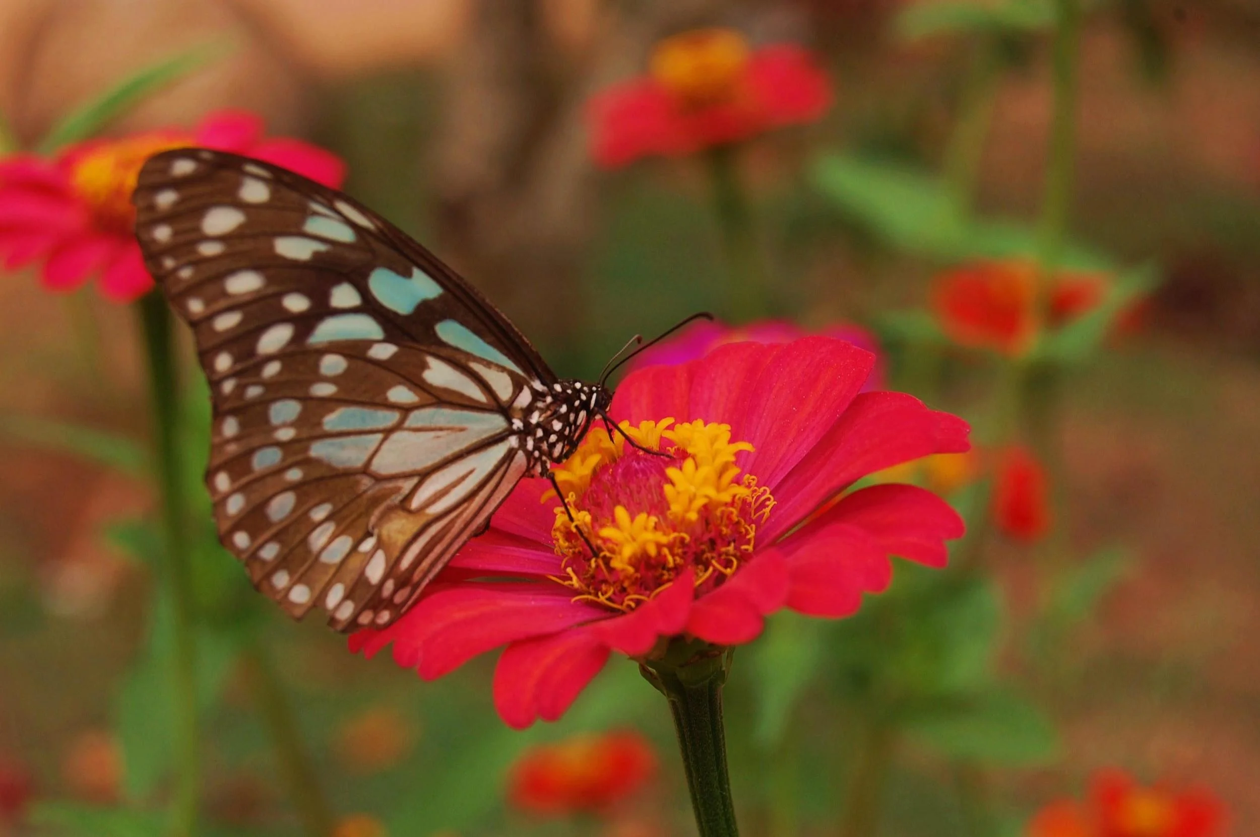 stockvault-natural-combination117425.jpg