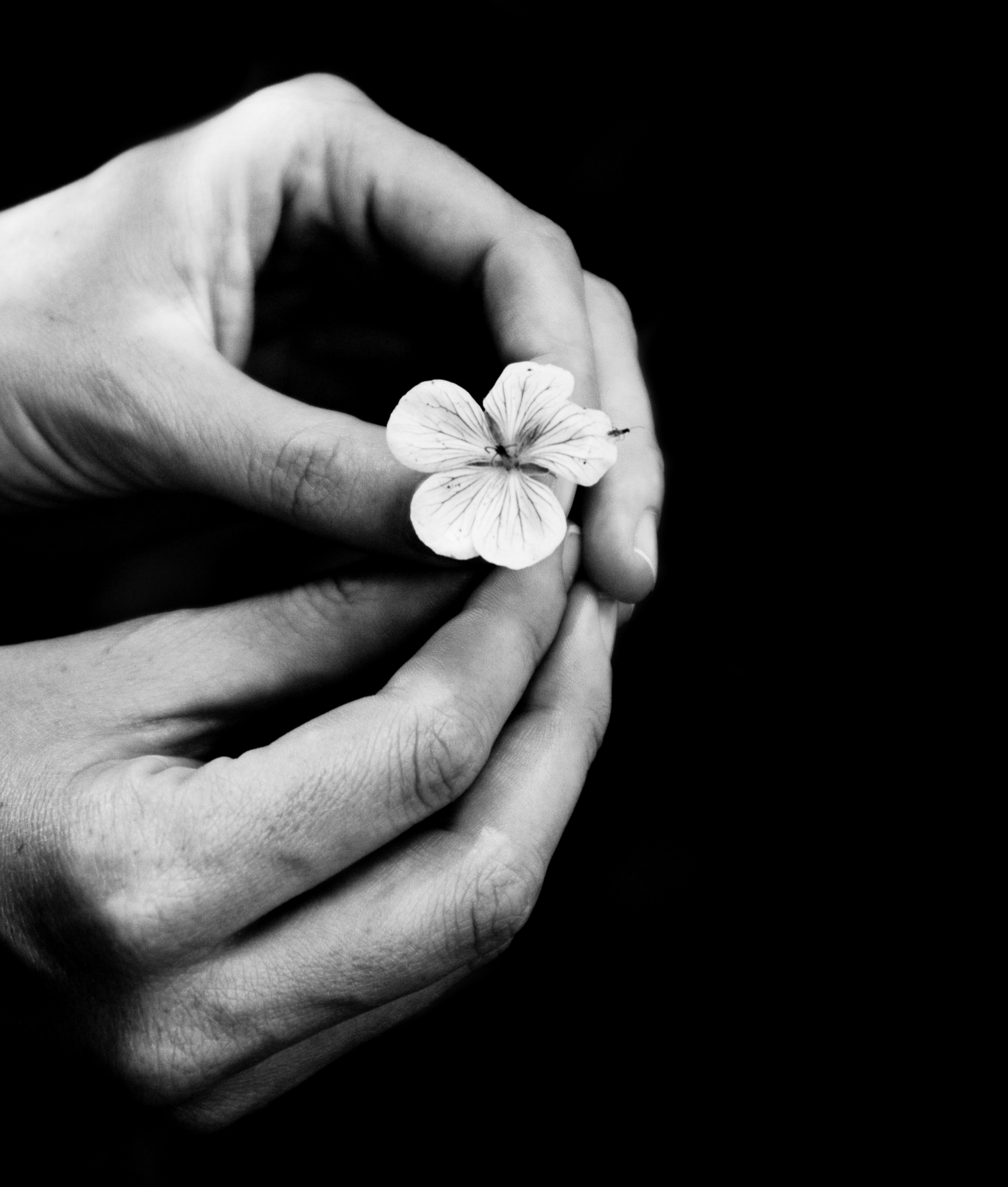 stockvault-gently-handled-flower110949.jpg