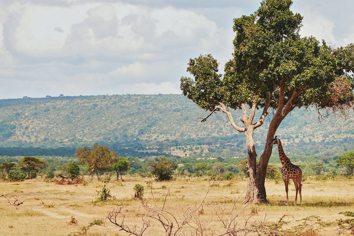 Masai Mara Safari Neptune Pre Wedding Styled Session Kenyan destination photographer