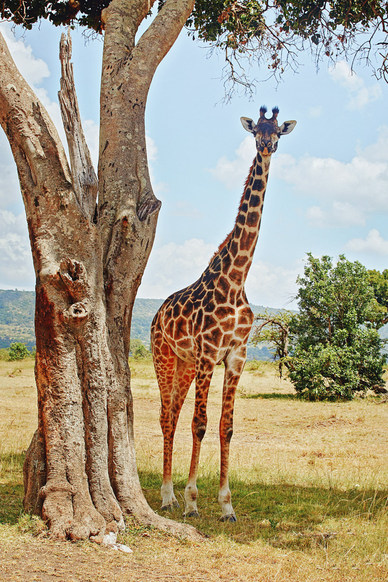 Masai Mara Safari Neptune Pre Wedding Styled Session Kenyan destination photographer