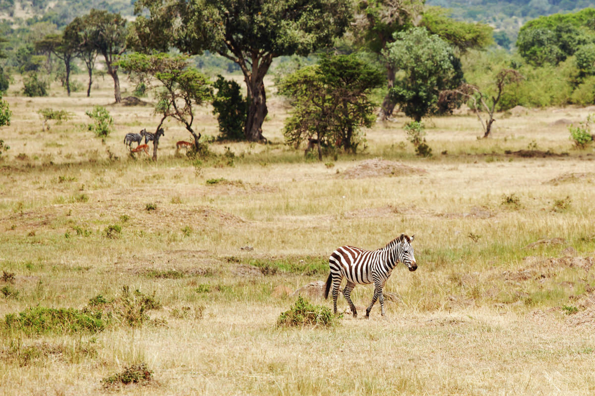 Love Story Session in Masai Mara