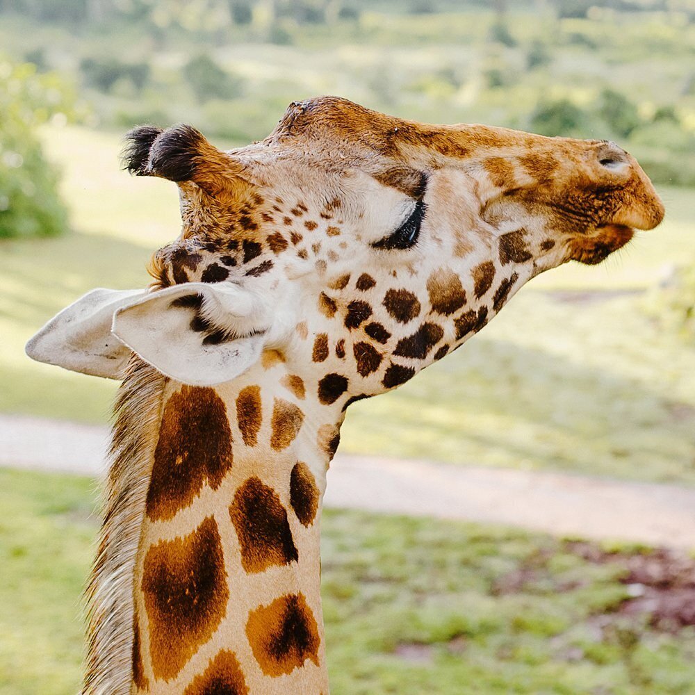 Giraffe Manor - Adventure Weekend in Nairobi