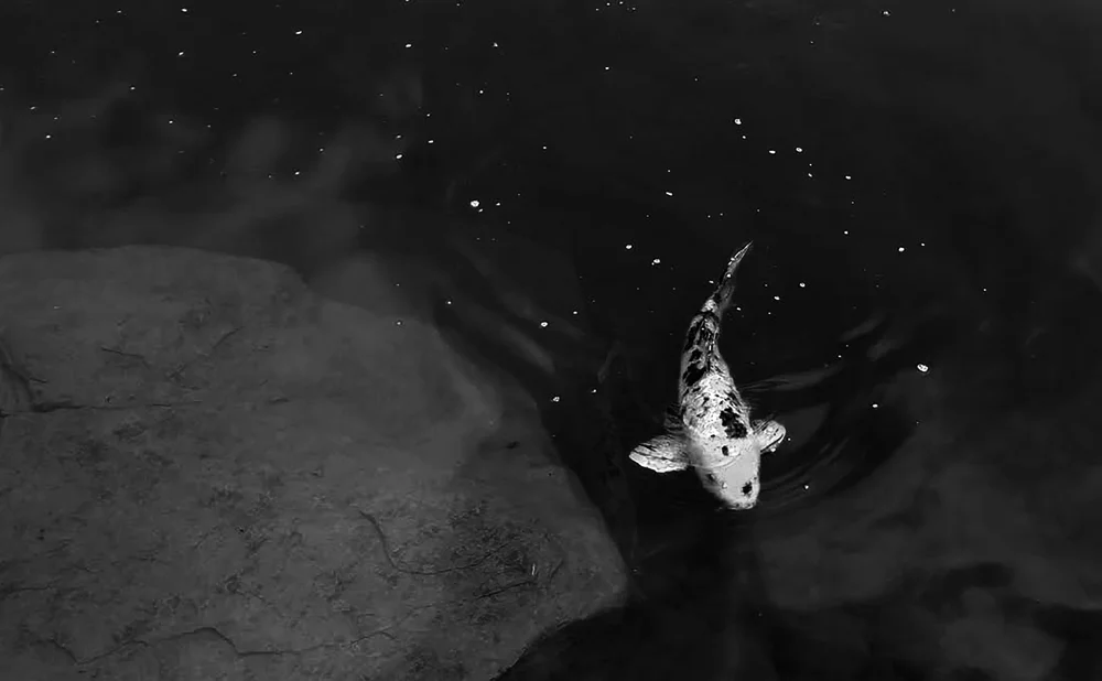 Starry Pond