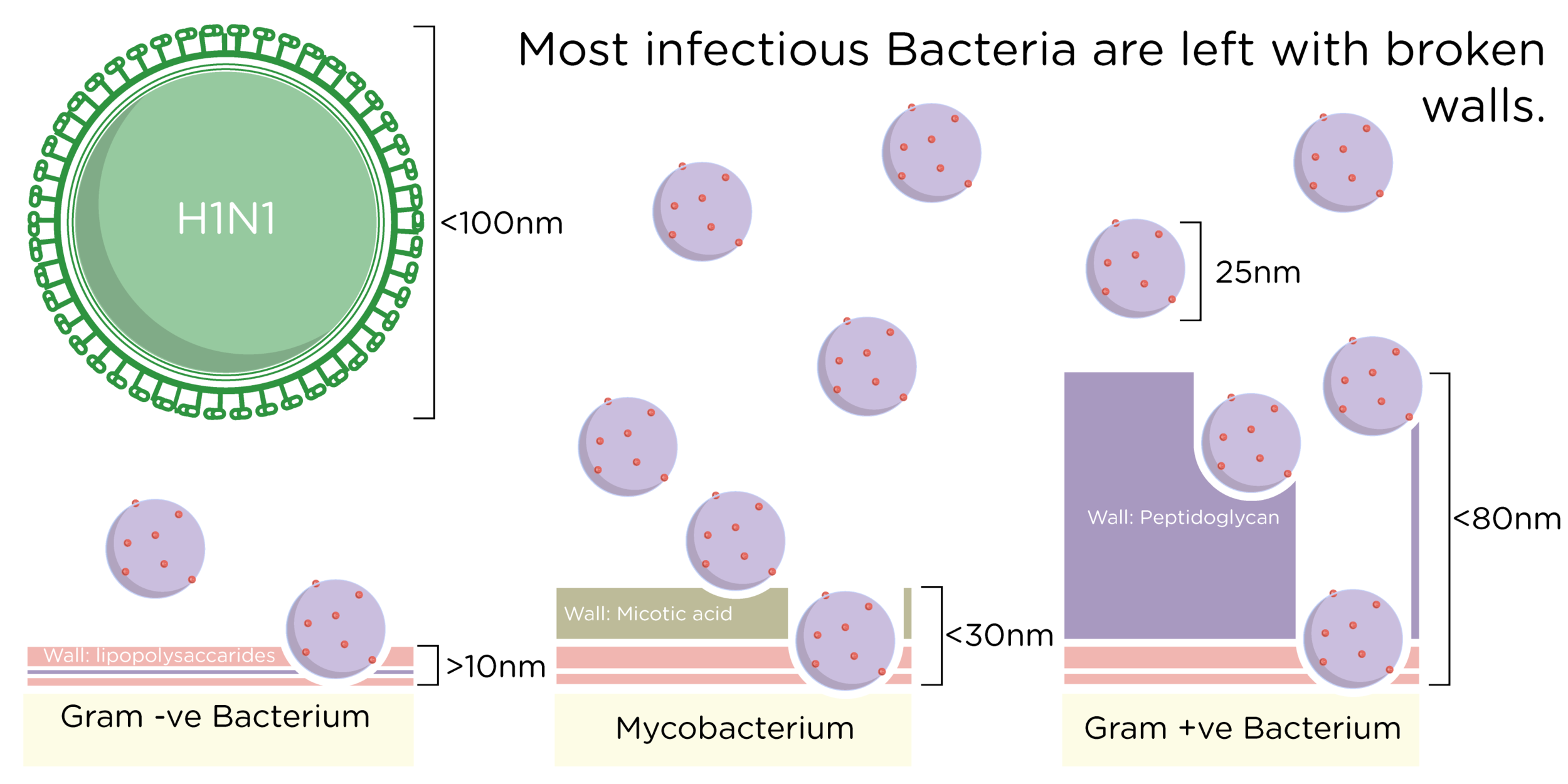 EWNS vs Bacterial Wall.png