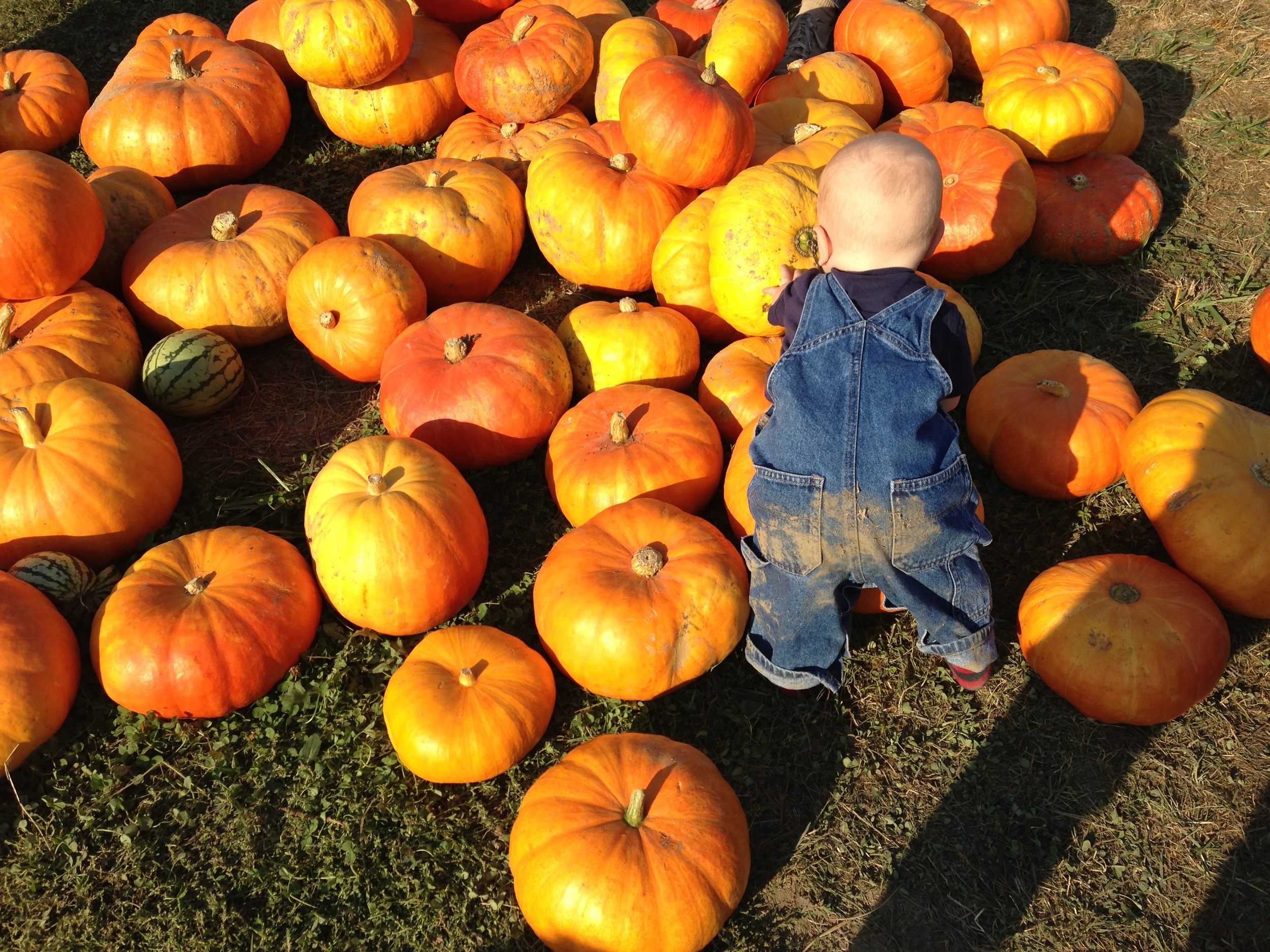 sollie and pumpkins.JPG