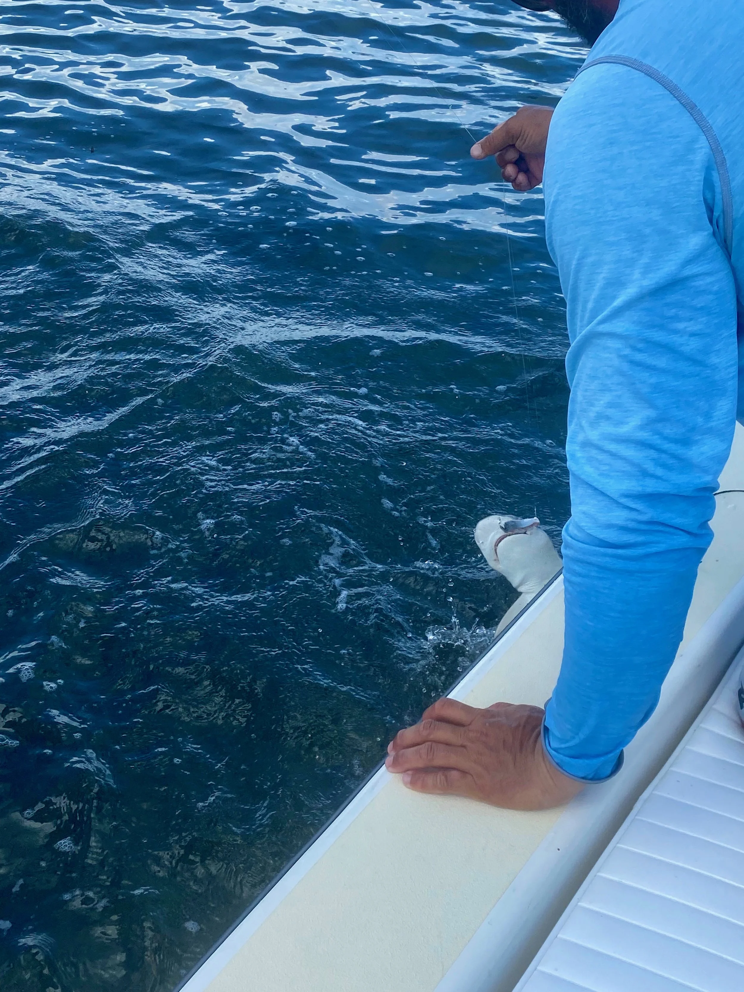 Surprise shark catch