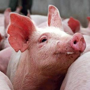 Are You a Selfish Pig?