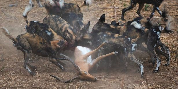 A-pack-of-wild-dogs.jpg