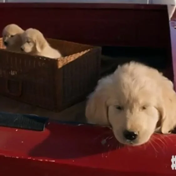 Go Daddy Ad Shows that We Care Too Much About the Wrong Things