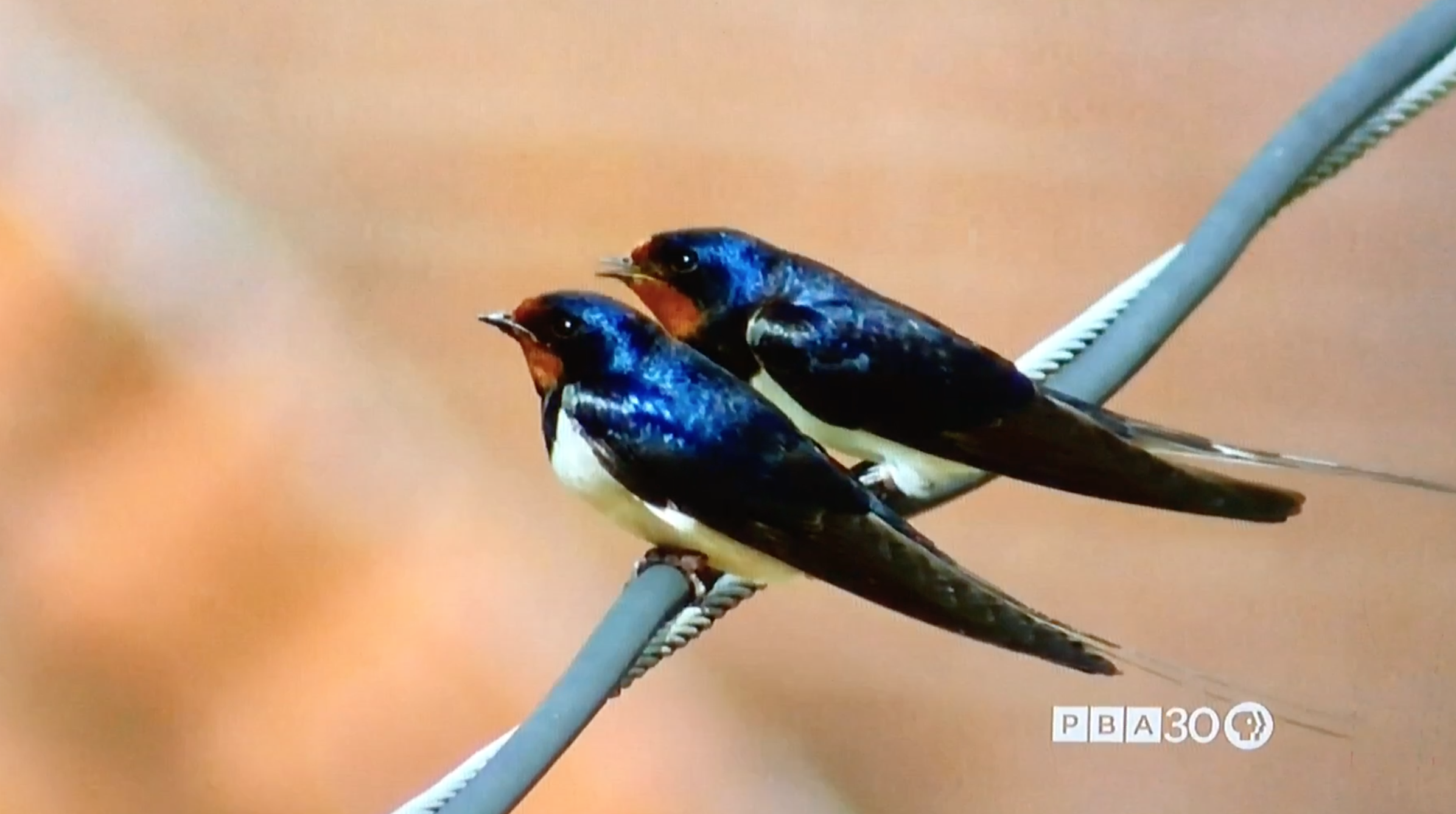 CONTEST: Caption This "Mating Ritual" Video