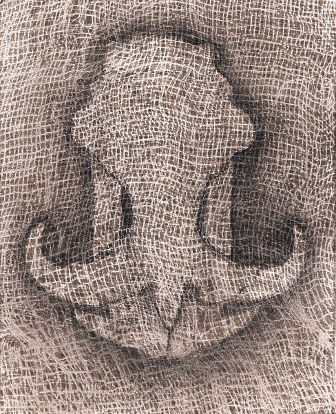 gauze15.jpg