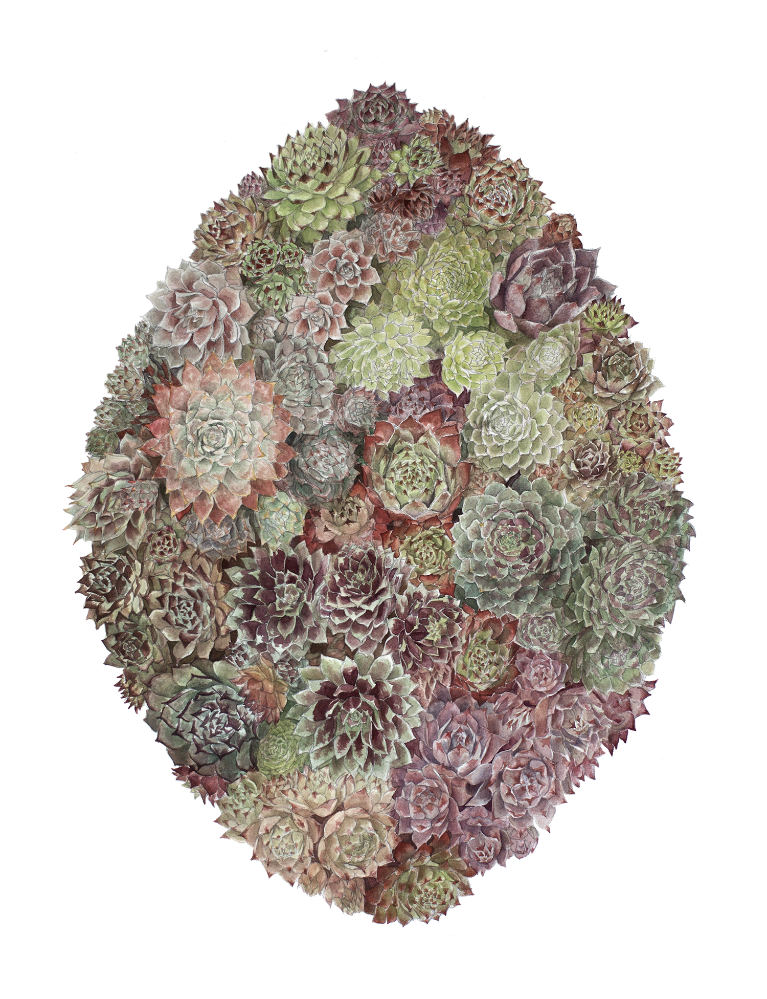 Sempervivum Tectorum