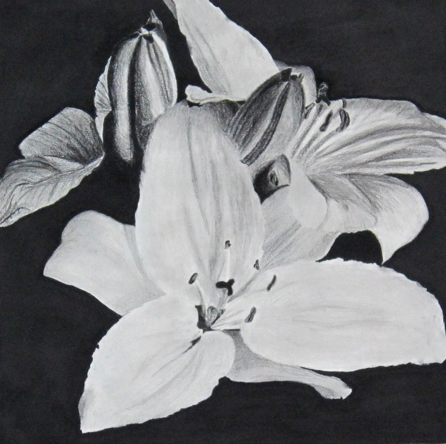 Drawing for Non-Majors High value contrast