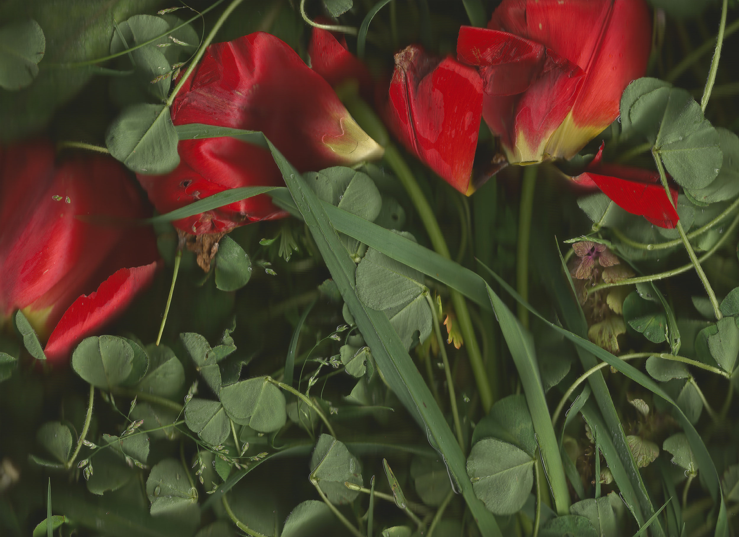 untitled (red tulips)