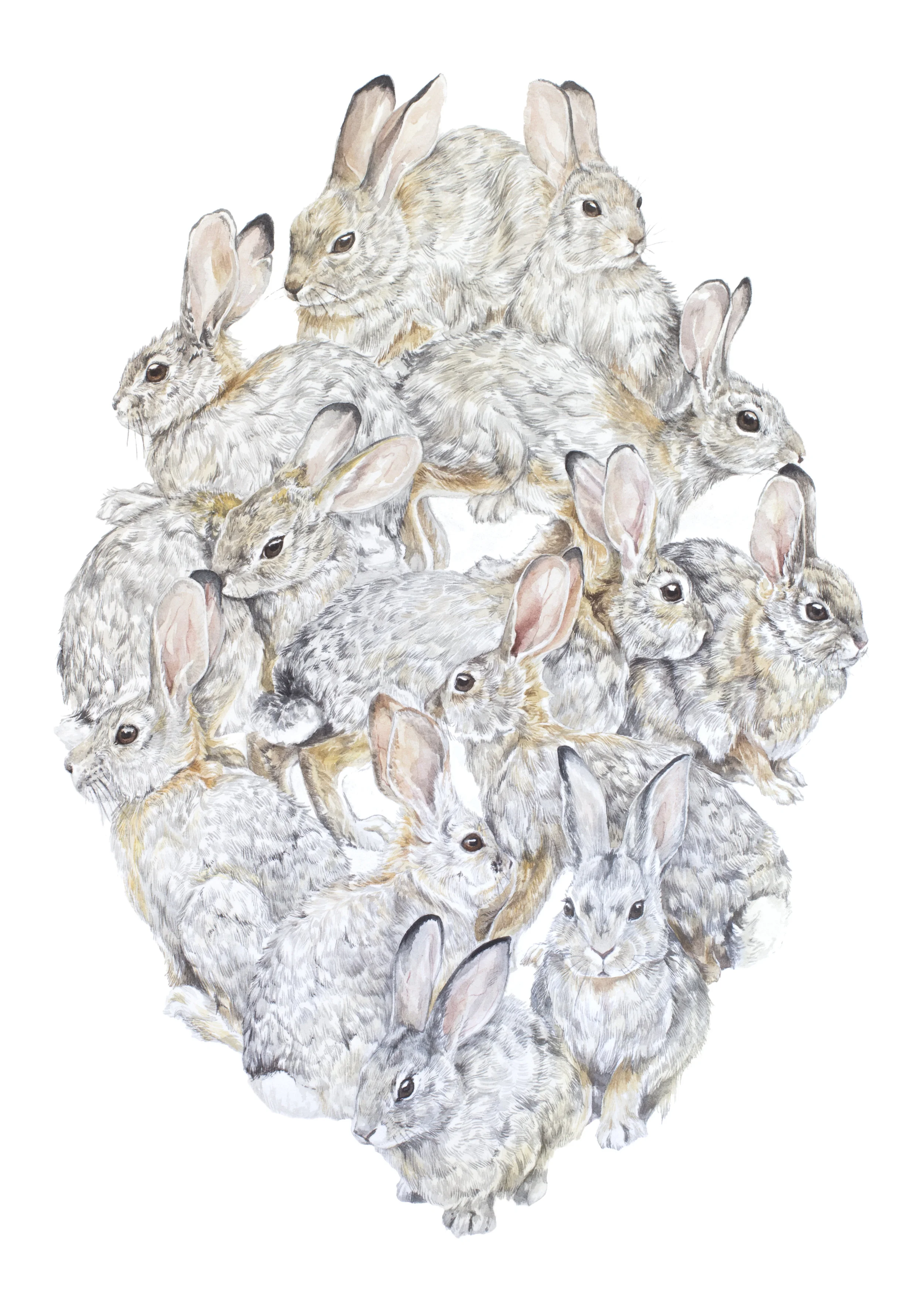 Desert Cottontails