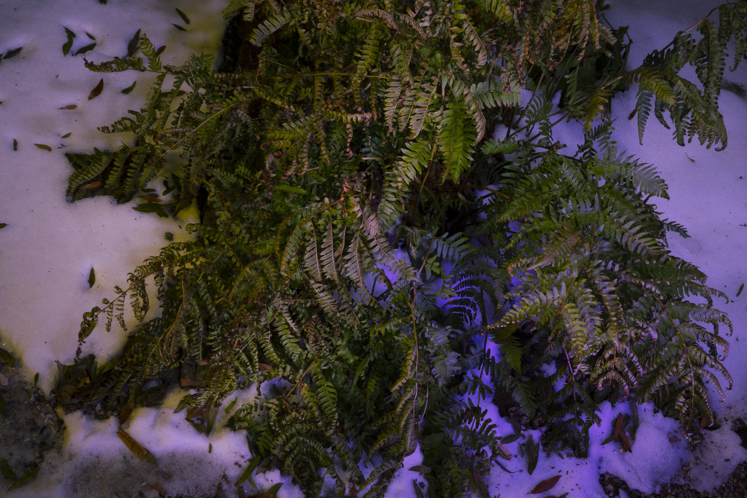 ferns_in_snow_toplace.jpg