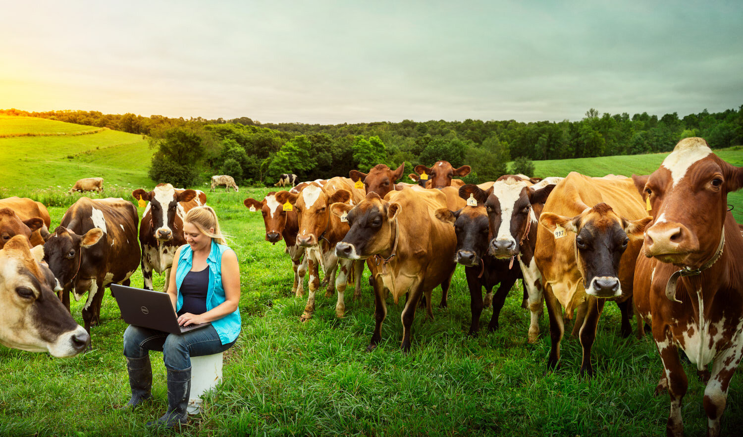 commercial portrait photography: female farmer with laptop in field surrounded by cows. 