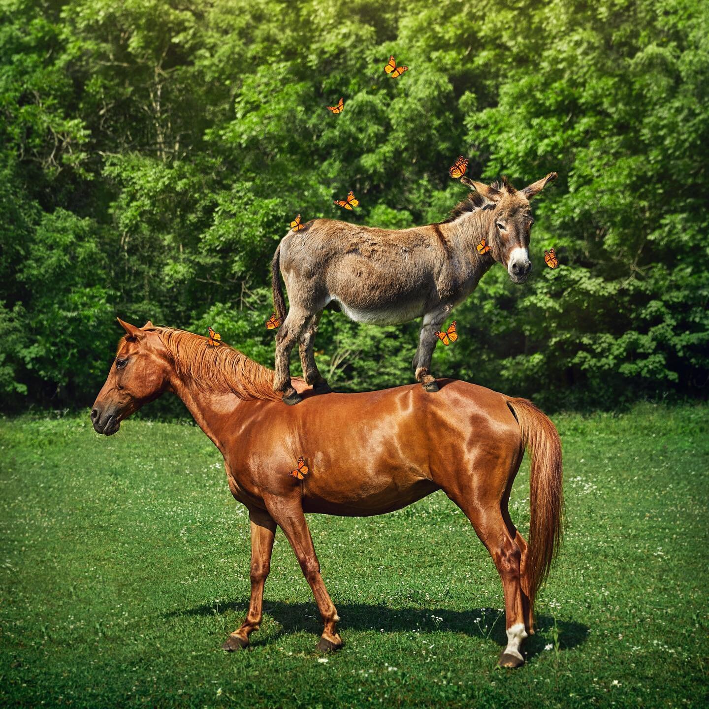 Cale and Auggie, friendship is a balancing act. #conceptualportrait #conceptualanimals #driftlesswisconsin #wisconsinphotographer #conceptualpetphotography
