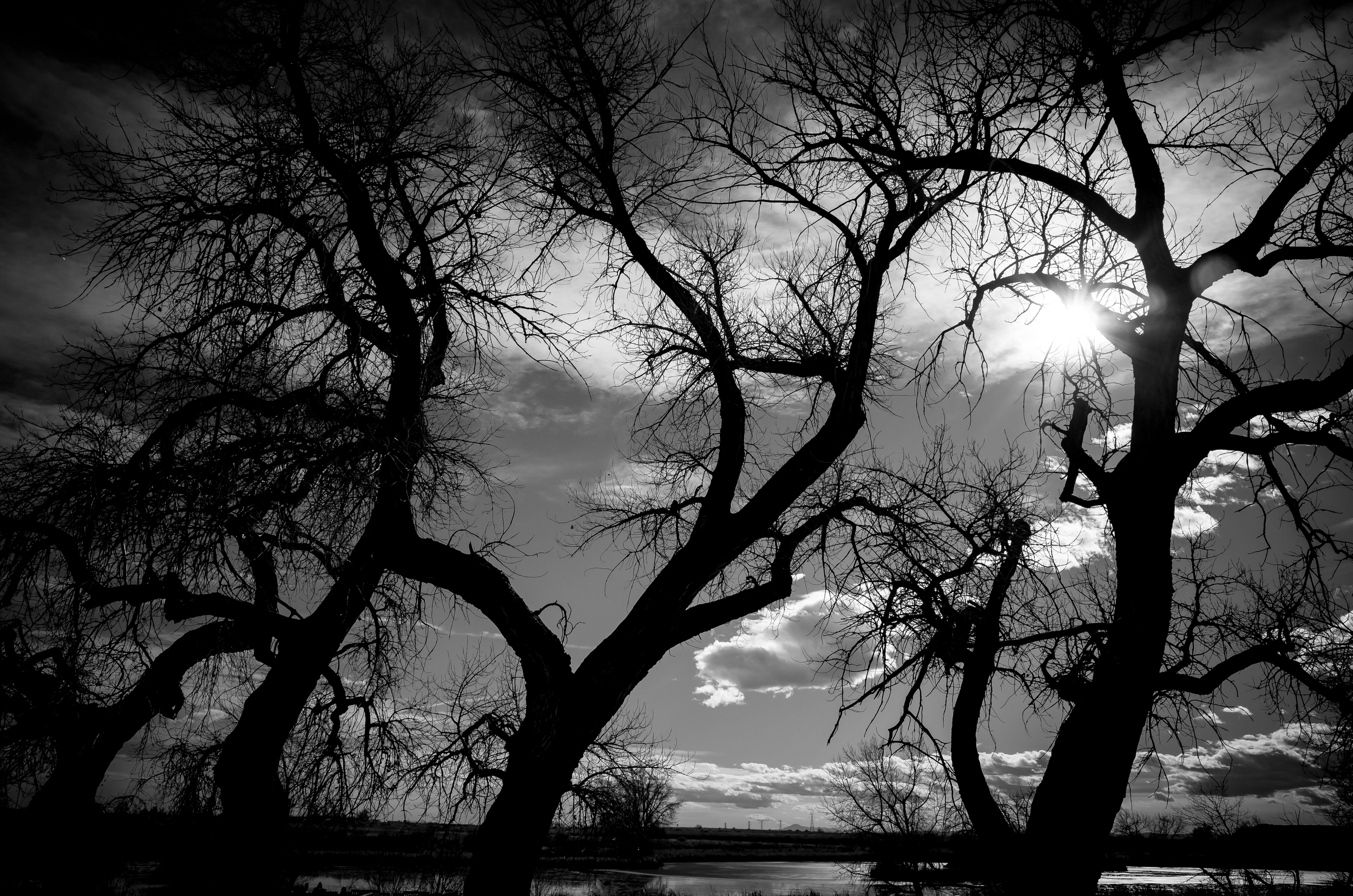 © Libby Neder 2015 (a collaboration. Will noticed what a good composition the trees would make and I had my camera with me)